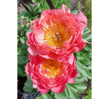 Півонія трав'яниста Pink Hawai Coral (Пінк Гаваї Корал) 2/3 (1 шт)