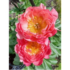 Півонія трав'яниста Pink Hawai Coral (Пінк Гаваї Корал) 2/3 (1 шт)