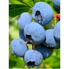 Лохина Блюкроп (Bluecrop) Високоросла Середньостигла