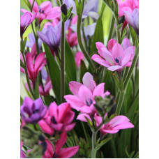 Бабіана Stricta 4/5