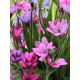 Бабіана Stricta 4/5