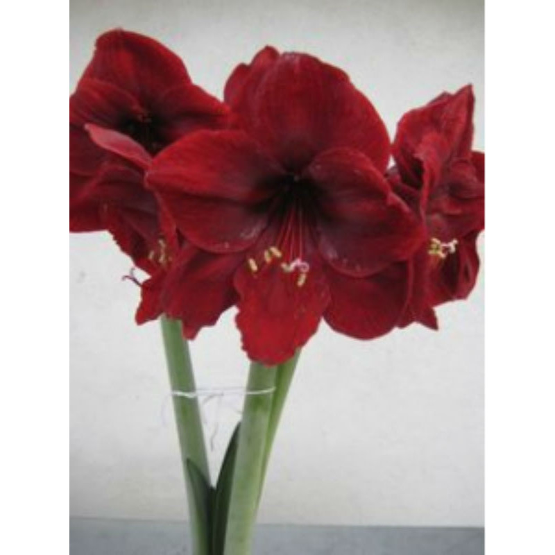 Гипеаструм Dark Red Простой 24/26