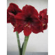 Гипеаструм Dark Red Простой 24/26