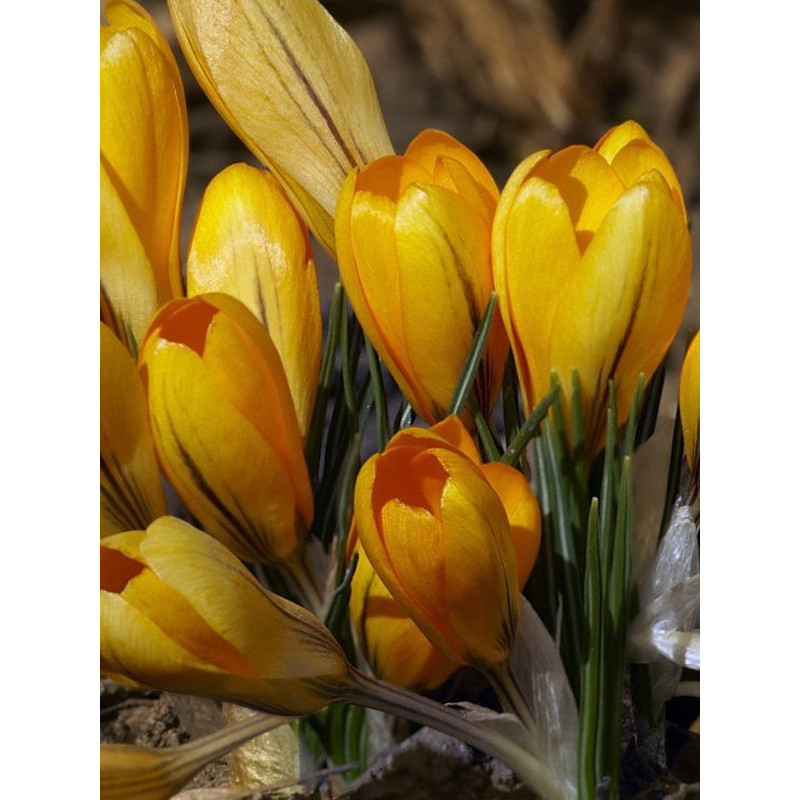 Крокус великоквітковий Golden Yellow (Голден Еллоу)
