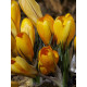 Крокус великоквітковий Golden Yellow (Голден Еллоу)