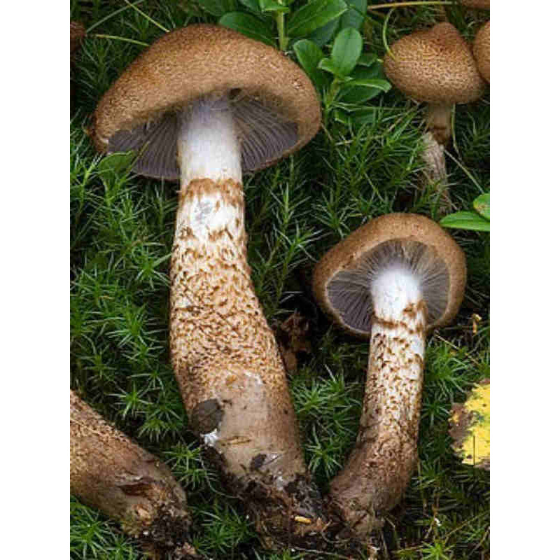 Міцелій Павутинник лускатий