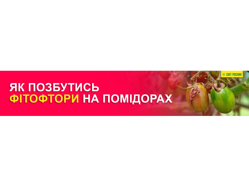 Як позбутись фітофтори на помідорах