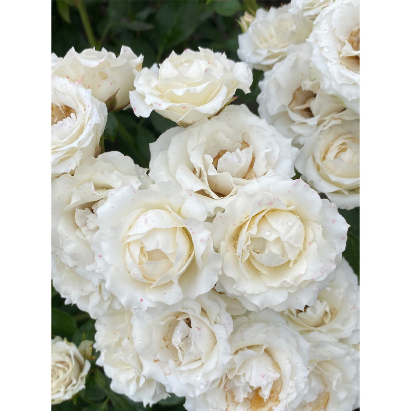 Роза бордюрная Вайт Леди (White Lady)
