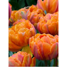 Тюльпан Orange Princess махровий 10/11