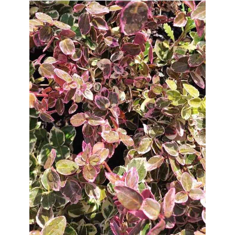Бересклет форчуна Emerald Gaiety (Емералд Гаєті) С3