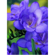 Фрезія Sapphirine повна