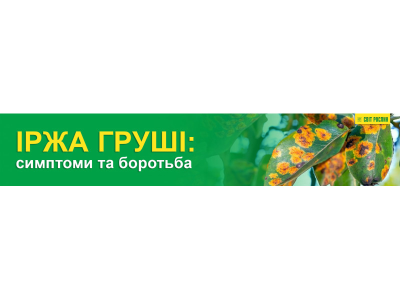 Іржа груші: симптоми та боротьба