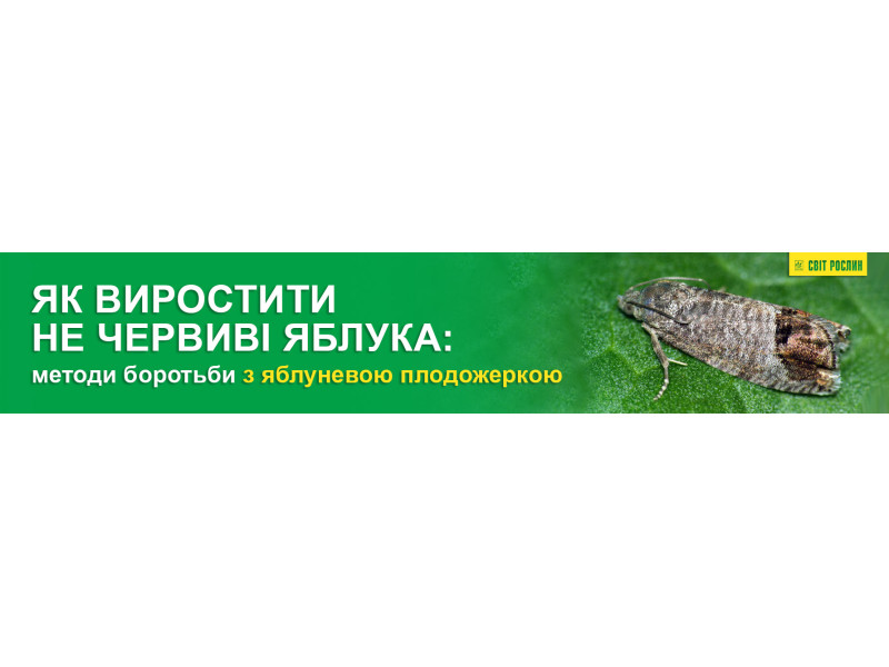Як виростити не червиві яблука: методи боротьби з яблуневою плодожеркою
