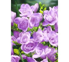 Фрезія Purple махрова 5+