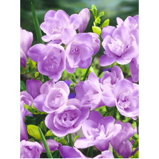 Фрезія Purple махрова 5+