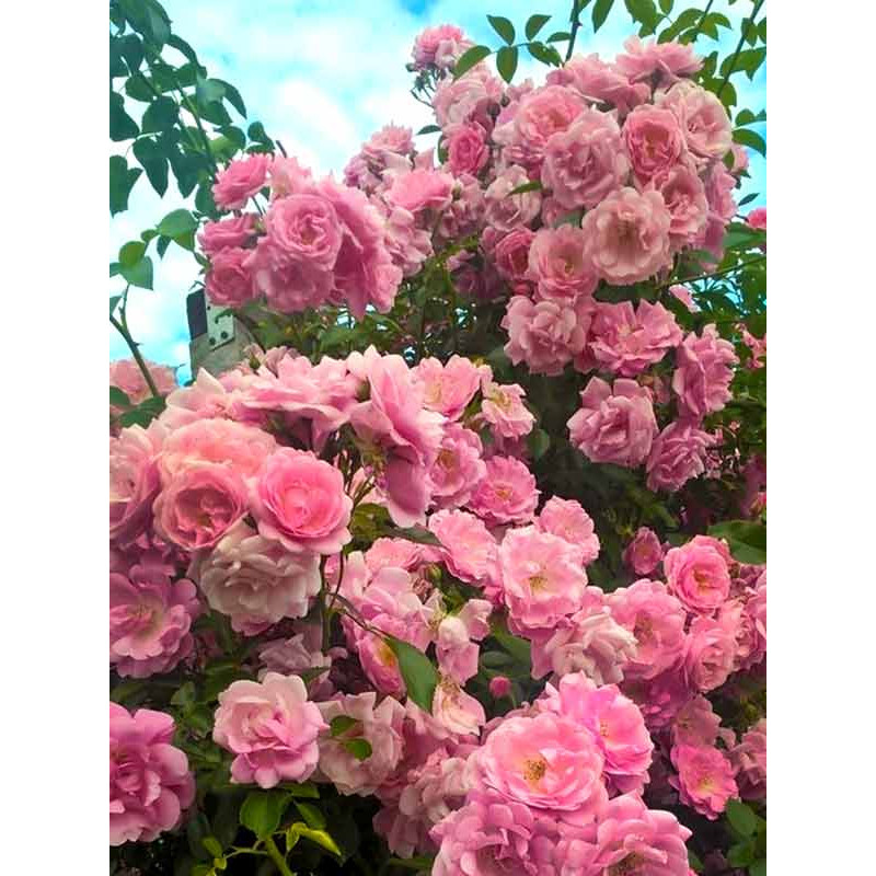 Троянда Chaplin's Pink Cluster Плетиста