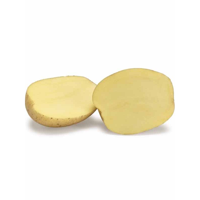 Семенной картофель Констанс 1 репродукция фракция 35-55 1 кг