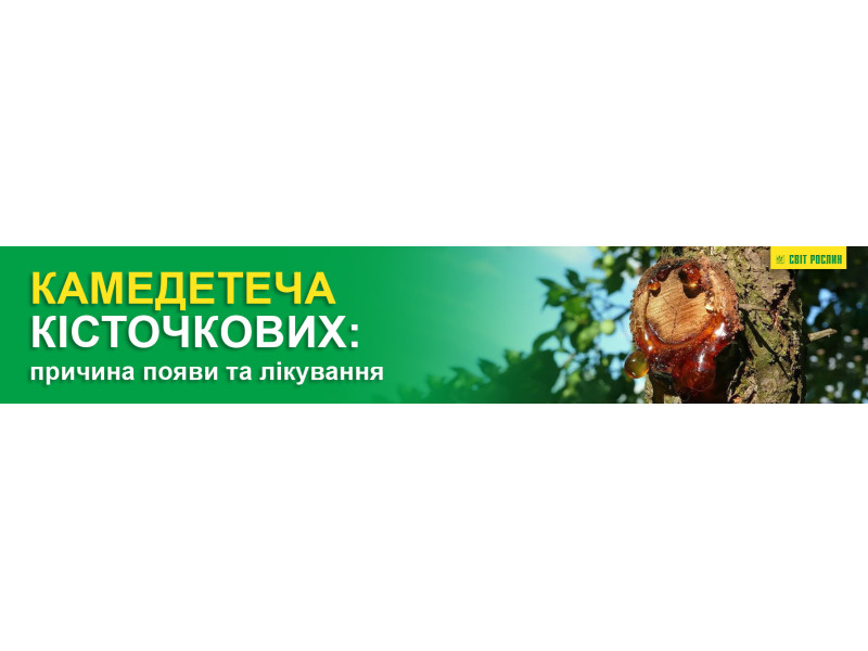 Камедетеча кісточкових: причина появи та лікування