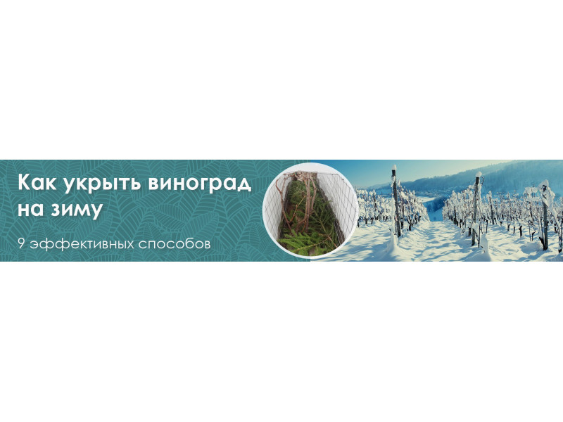 Як укрити виноград на зиму: 9 ефективних способів