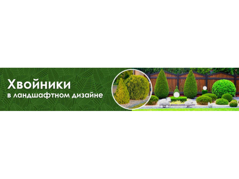 Хвойники в ландшафтному дизайні