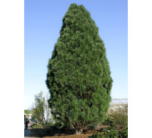 Сосна чорна Пірамідаліс (Pyramidalis) С2