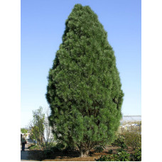 Сосна чорна Пірамідаліс (Pyramidalis) С2