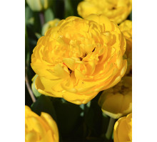Махровий тюльпан Yellow Pomponnet 11/12