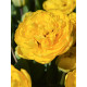 Махровий тюльпан Yellow Pomponnet 11/12