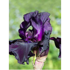 Ірис germanica Black Dragon (Блек Дрегон)
