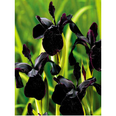 Ірис Black Form
