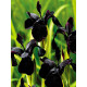 Ірис Black Form