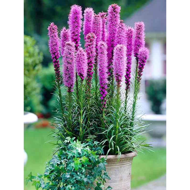 Ліатріс Spicata 8/10