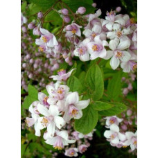 Дейція Campanulata
