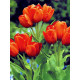 Тюльпан Orange Bouquet мультифлора