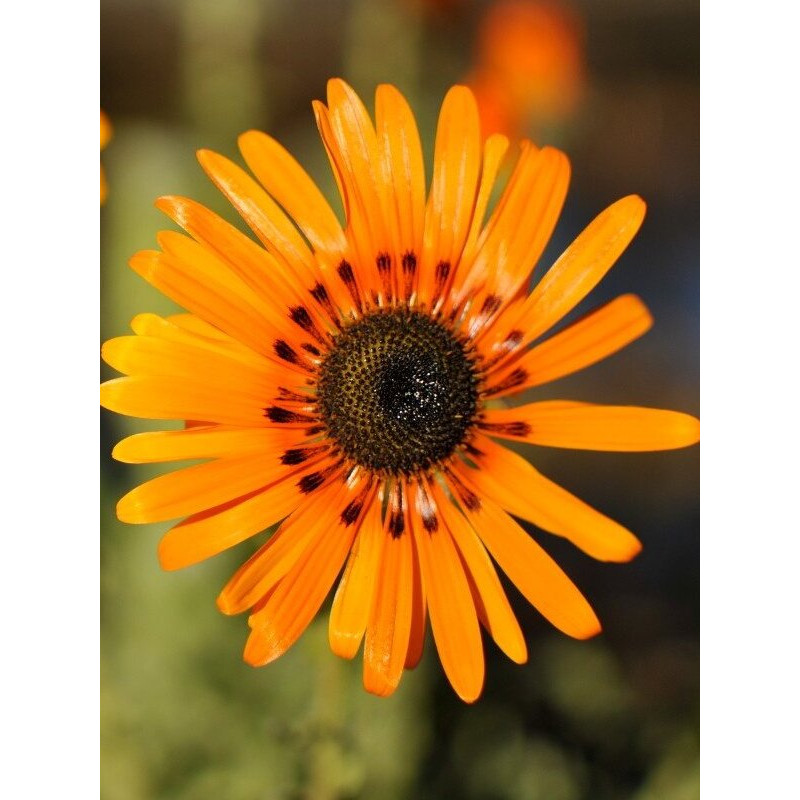 Венидиум (смесь) 0.15 г