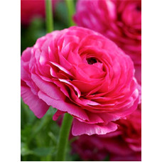 Лютик Pink 5/6