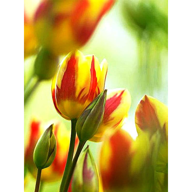 Тюльпан Colour Spectacle мультифлора