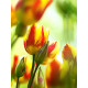 Тюльпан Colour Spectacle мультифлора