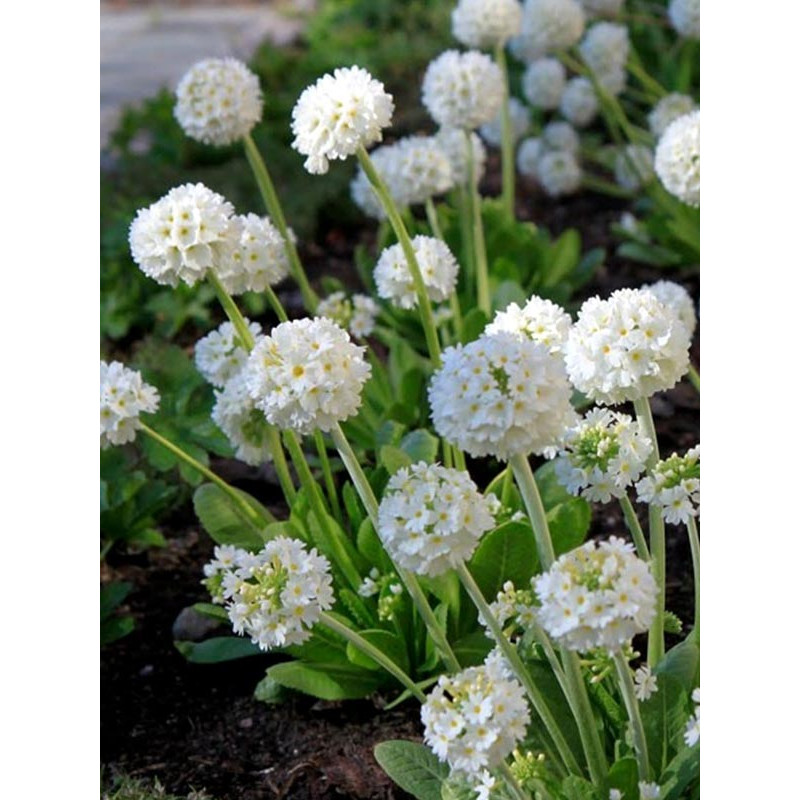 Примула Denticulata alba
