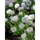 Примула Denticulata alba