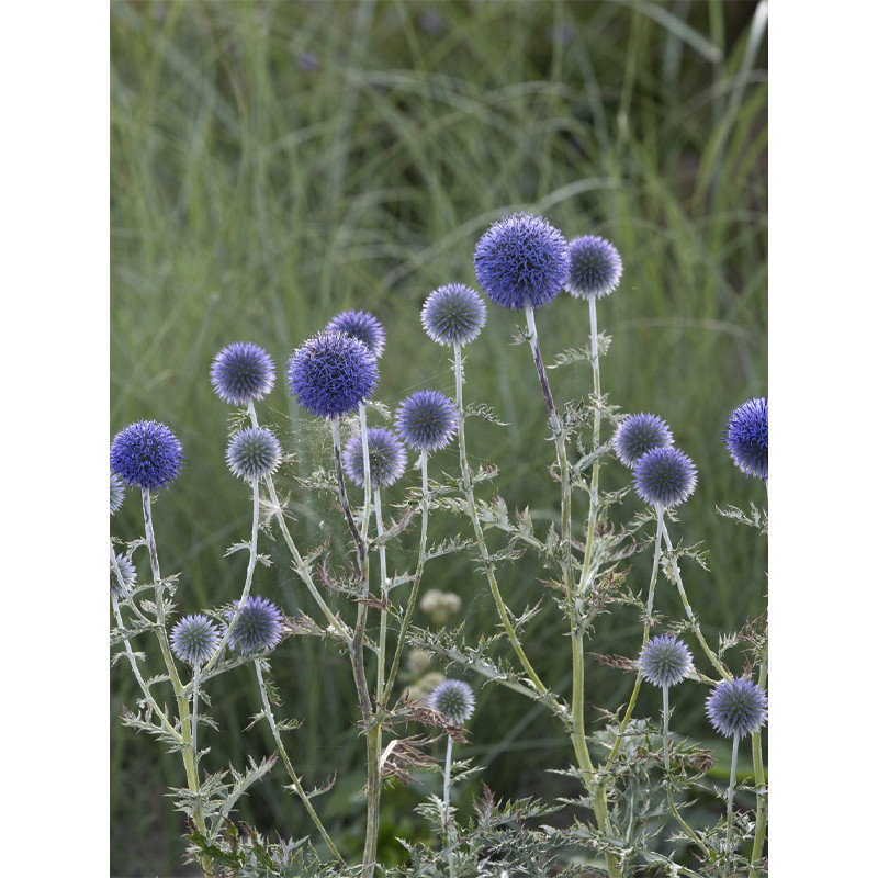 Головатень звичайний Платинум Блю (Platinum Blue)