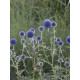Головатень звичайний Платинум Блю (Platinum Blue)