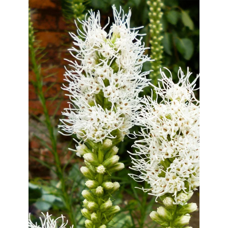 Ліатрис Floristan Weiss 8/10