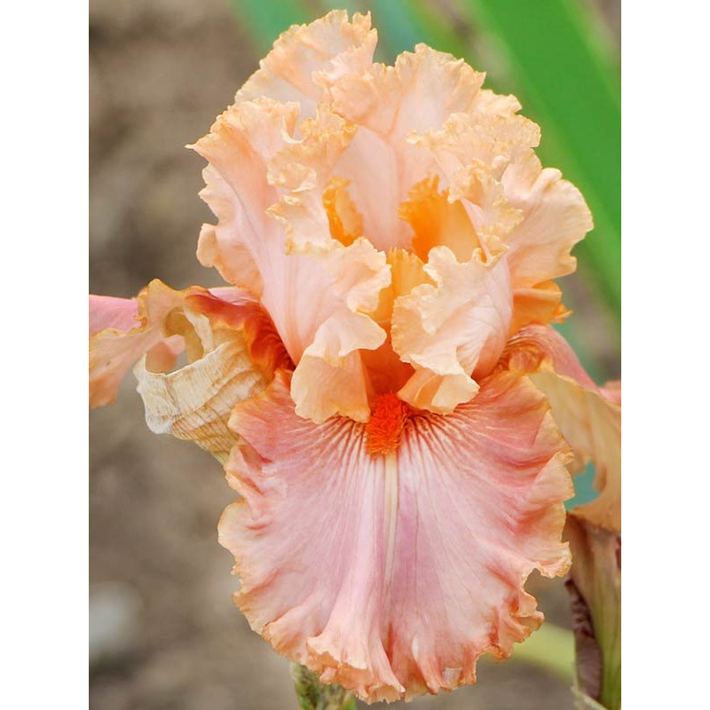 Ірис germanica Apricot Silk