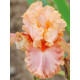Ірис germanica Apricot Silk