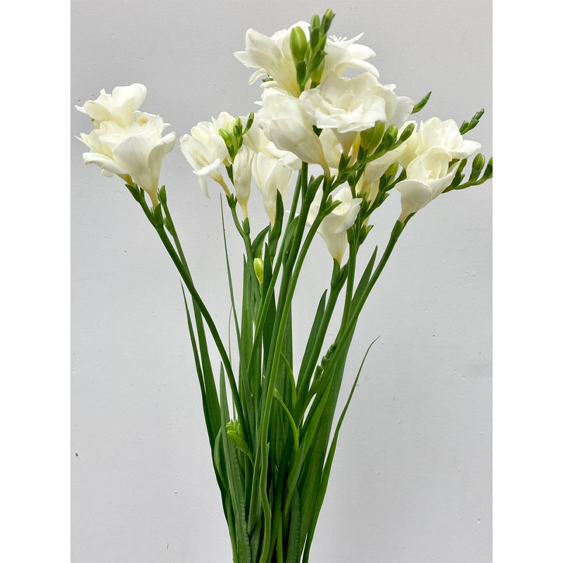 Фрезія White повна 5+