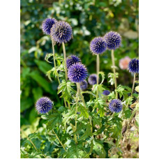 Головатень банатський Топлоу Блю (Taplow Blue)