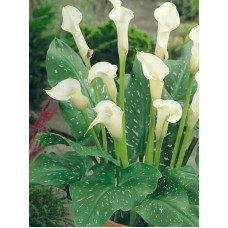 Кала Albomaculata 12/14 (1 шт)