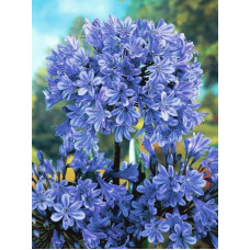 Агапантус Blue (1 шт)