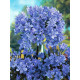 Агапантус Blue (1 шт)